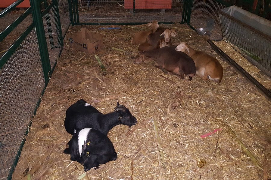 Rincón del corral con las cabras y corderos del restaurante