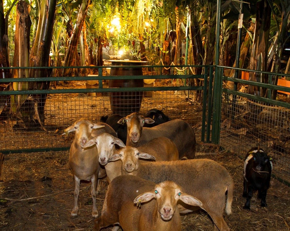 Visitantes junto al corral de Restaurante El Cordero