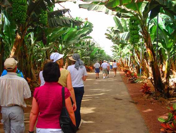 Ruta entre plataneras en Tenerife