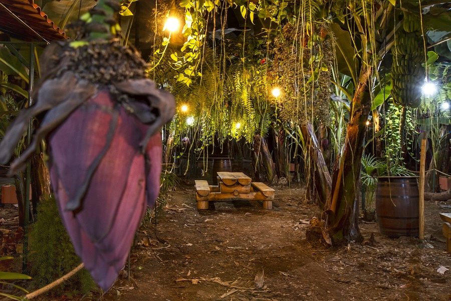 Área Platanera: patio canario rodeado de plataneras y vegetación